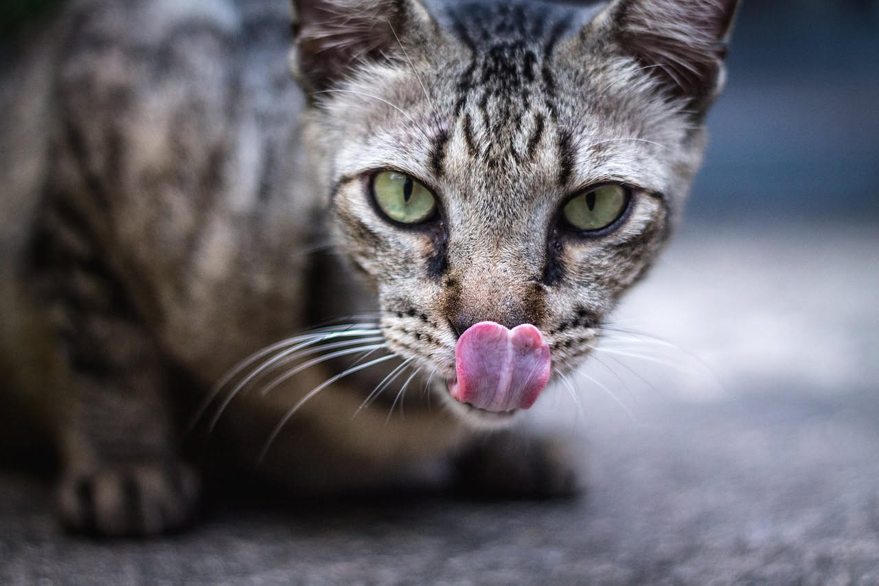 Gatto che si lecca troppo: quando l'igiene diventa un segnale d'allarme