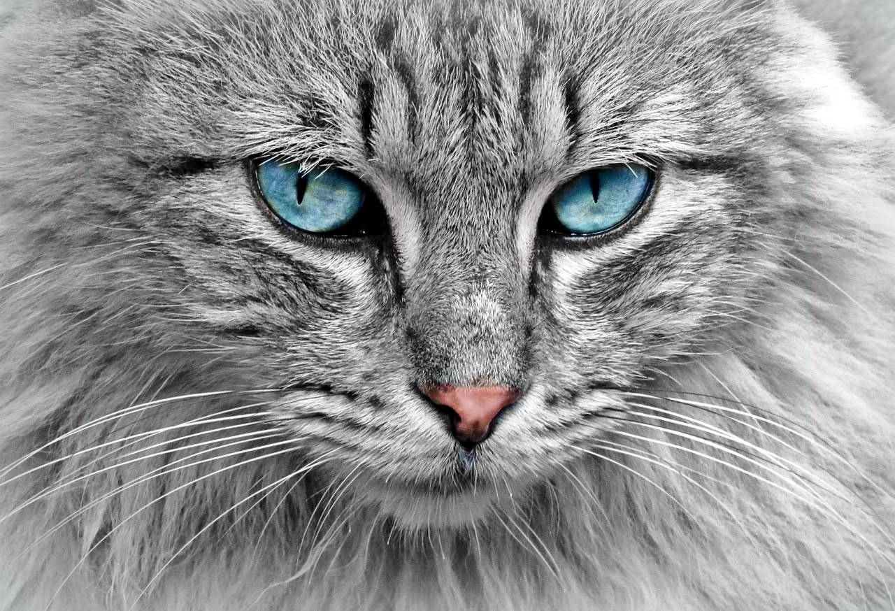 Il gatto che fa le fusa: gli etologi smontano il mito di trent'anni