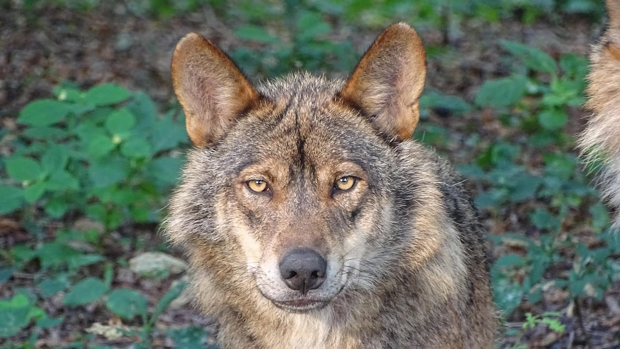 Lupi appenninici e pastori transumanti: come convivono oggi