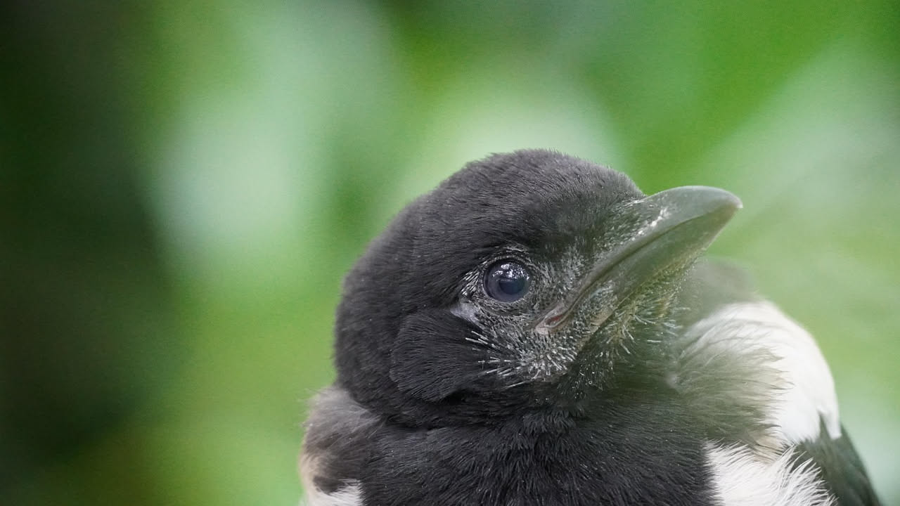 I corvi riconoscono i volti: cosa insegna la cognizione animale