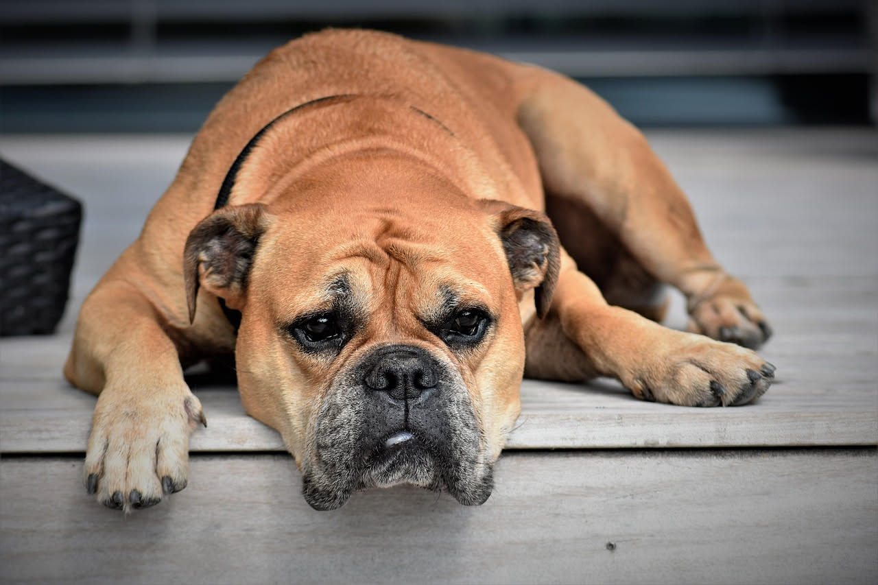 Cane sovrappeso: come ridurre il cibo senza stress