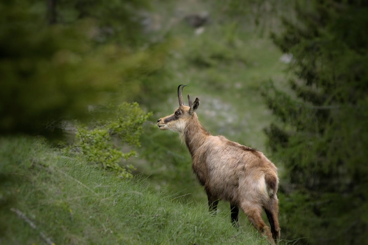 Caprioli in Aspromonte: gli errori degli escursionisti calabresi