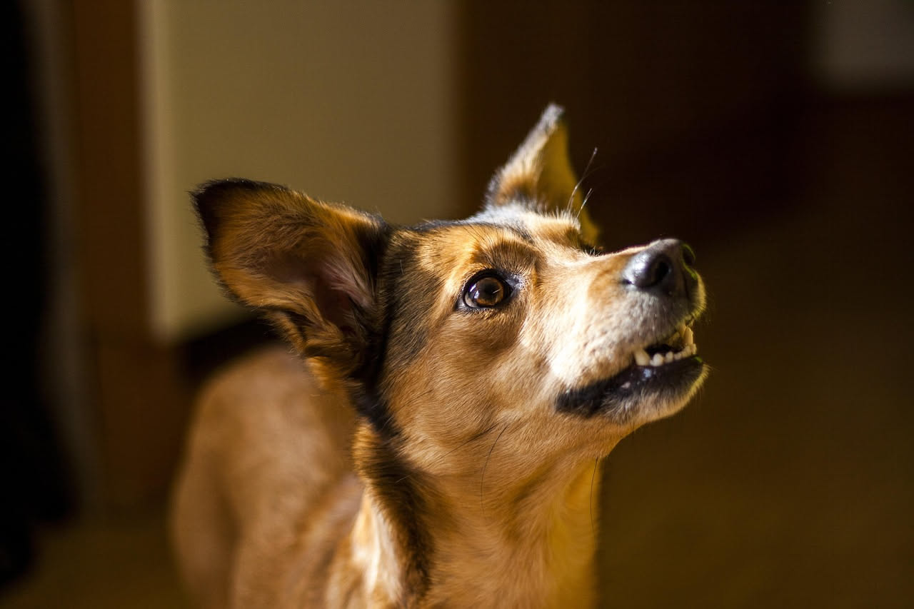 Cane che abbaia ai rumori: come calmare la reattività