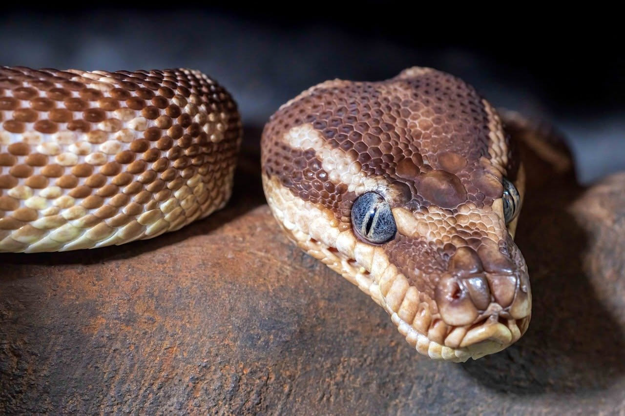 Alimentazione boa constrictor: quanto mangia e ogni quanto giorni