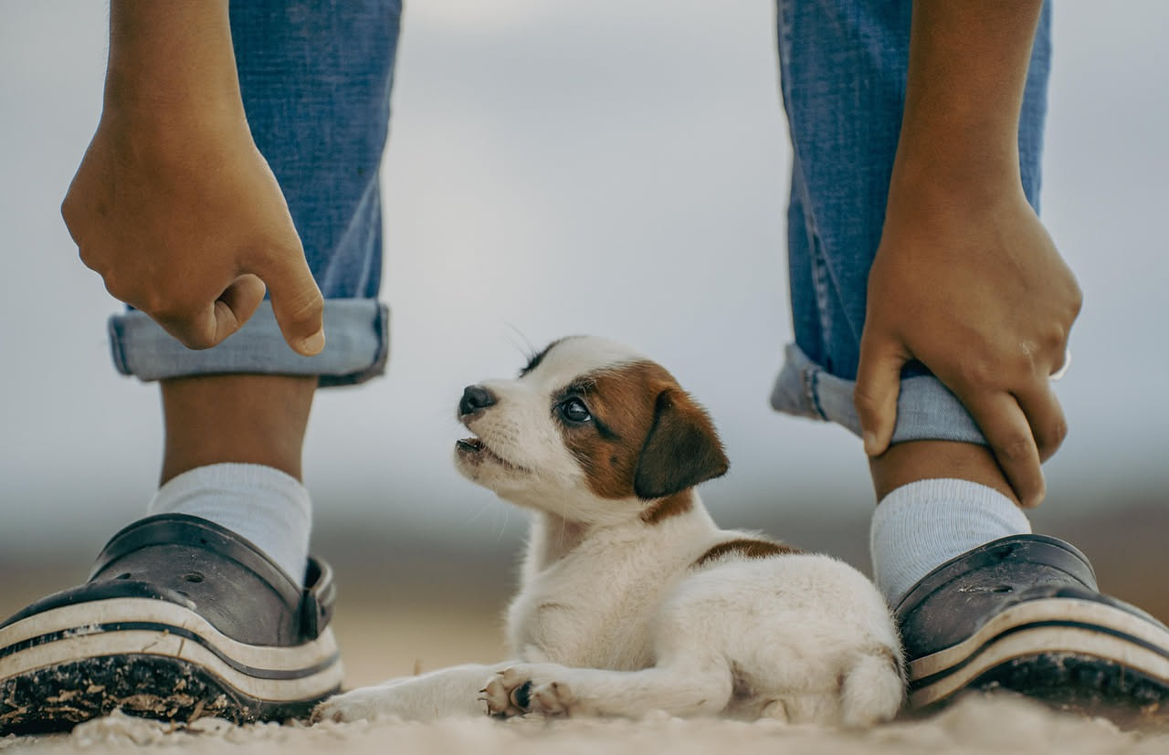 Cane in appartamento abbaia troppo: come educarlo sin da cucciolo