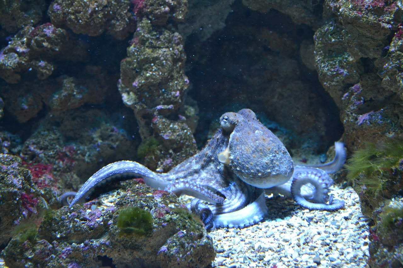 Come pensa un polpo: intelligenza distribuita negli invertebrati