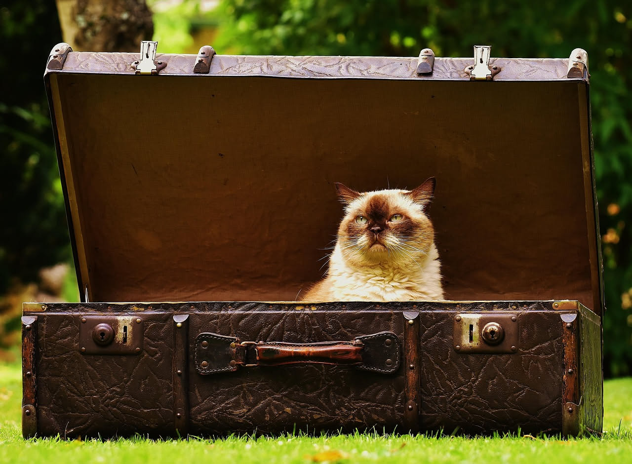 Gatto e cambio di casa: come ridurre lo stress della migrazione