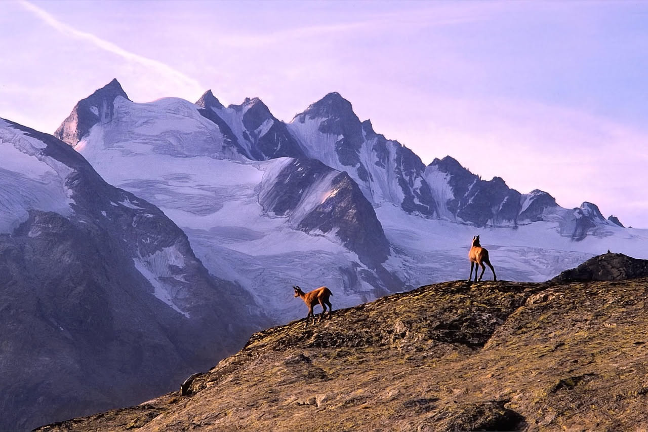 Stambecchi sulle Alpi: dove e quando avvistarli in trekking
