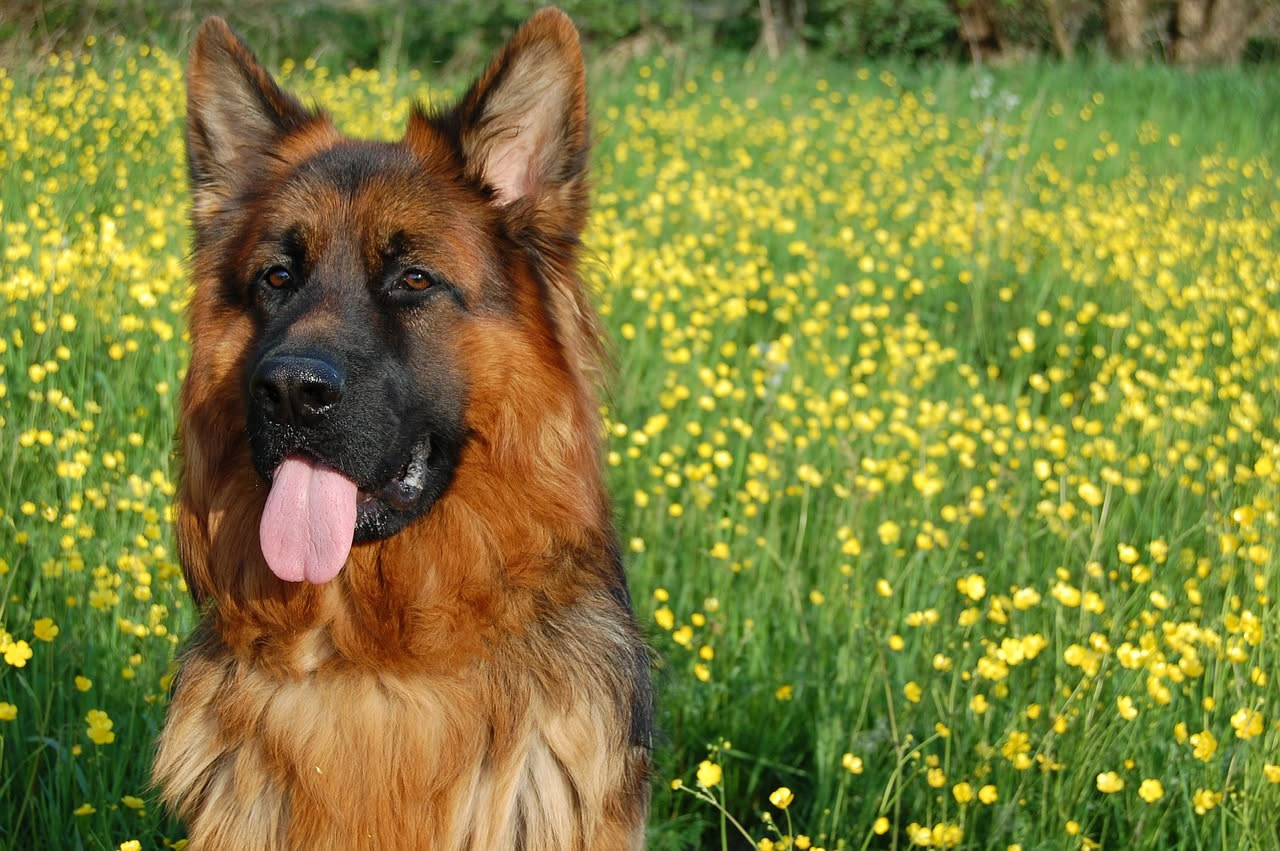 Cani da pastore in città: come gestire l'istinto al lavoro