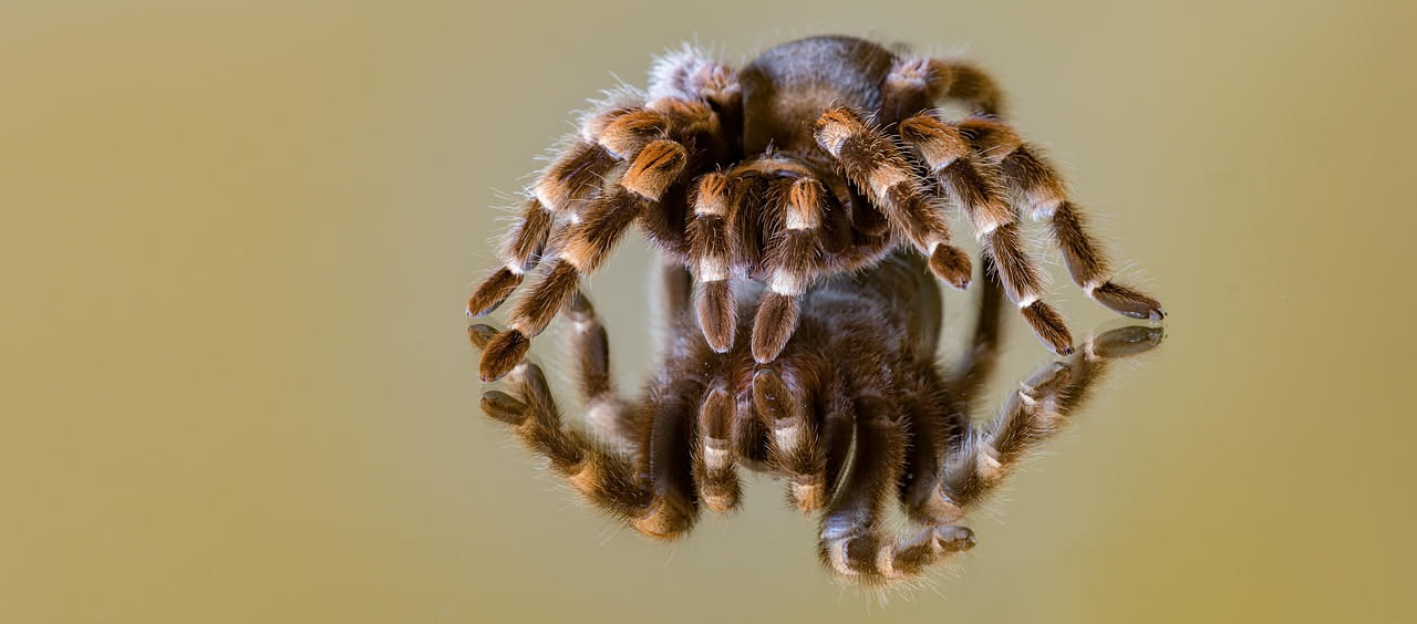 Tarantola ornata: il terrario perfetto per chi inizia