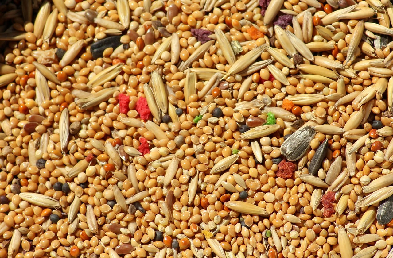 Diamante mandarino: cosa mangia in voliera domestica