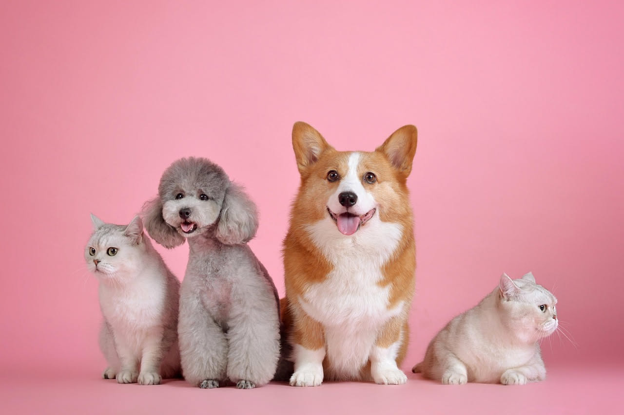Cane e gatto insieme: come farli convivere dal primo giorno