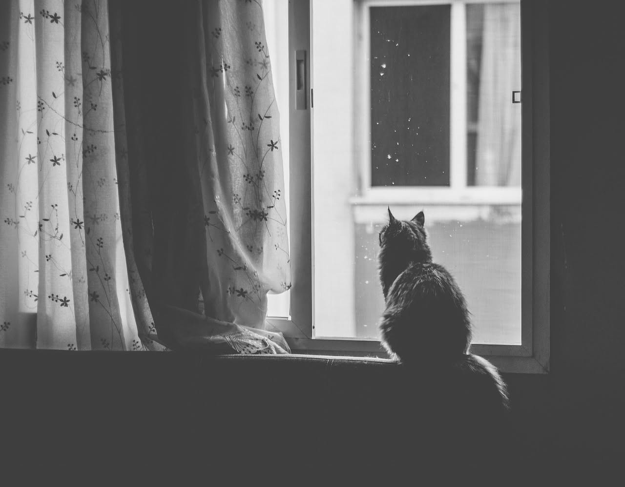 Gatto in casa: come riduce solitudine e pressione nell anziano