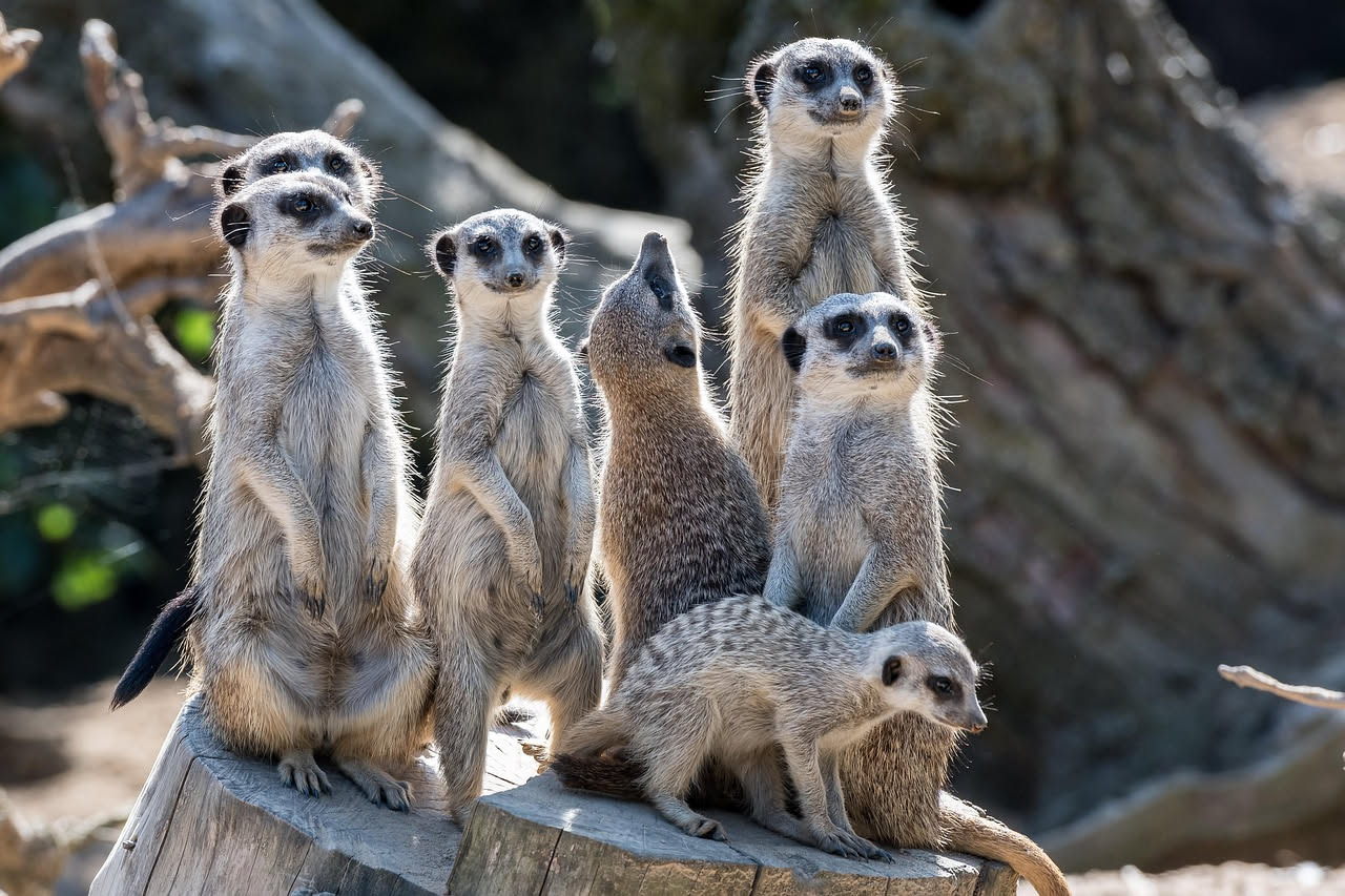 Suricati, il linguaggio dei predatori: come avvertono il branco
