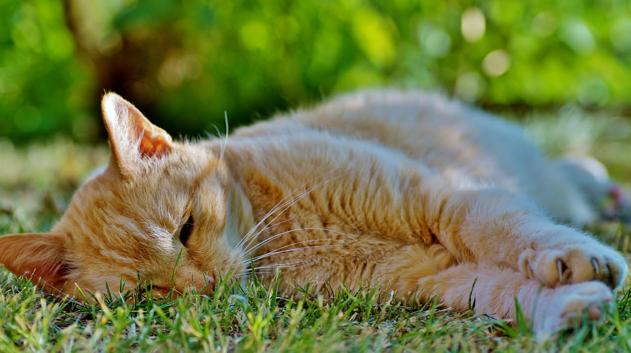Ipertiroidismo felino anziano: quali sono le cure oggi disponibili
