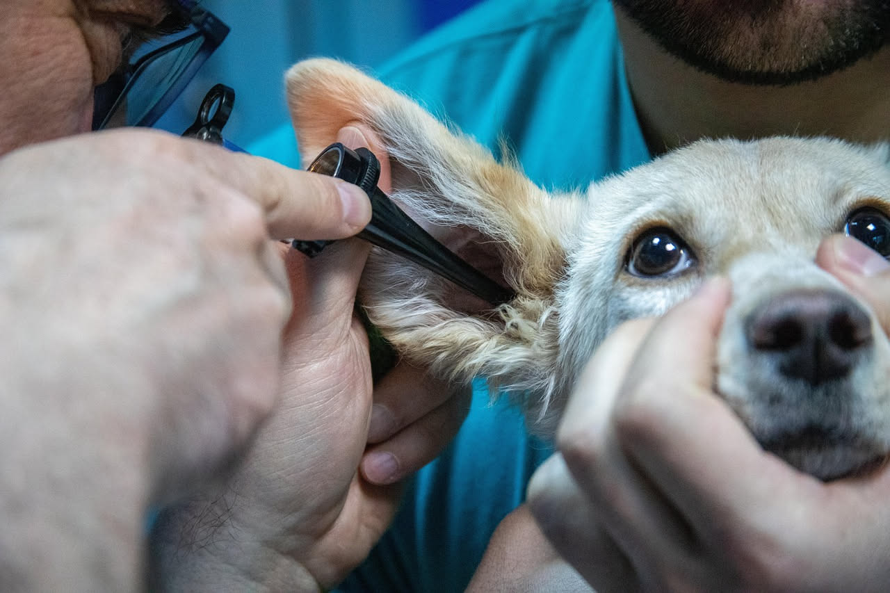 Visita dal veterinario: come abituare il cane senza stress