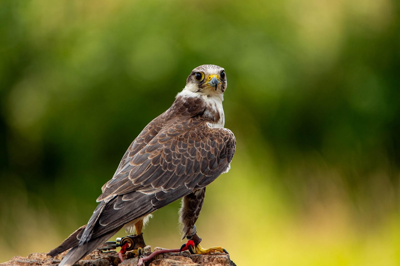 Falconi amazzonici in cattività: cosa dice la legge italiana