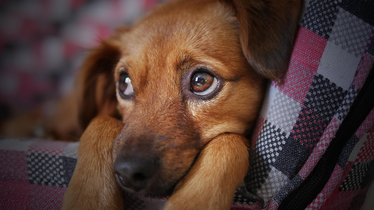 Come i cani riconoscono la paura: i test italiani sull'empatia