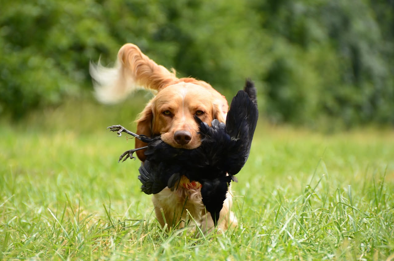 Cane in casa con conigli e uccelli: come farli convivere