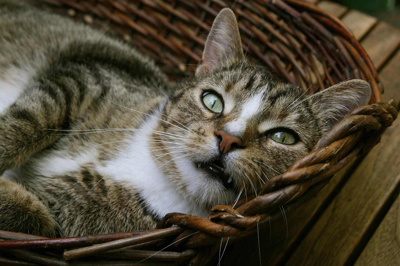 Malattie dentali nel gatto: come prevenirle con il cibo giusto