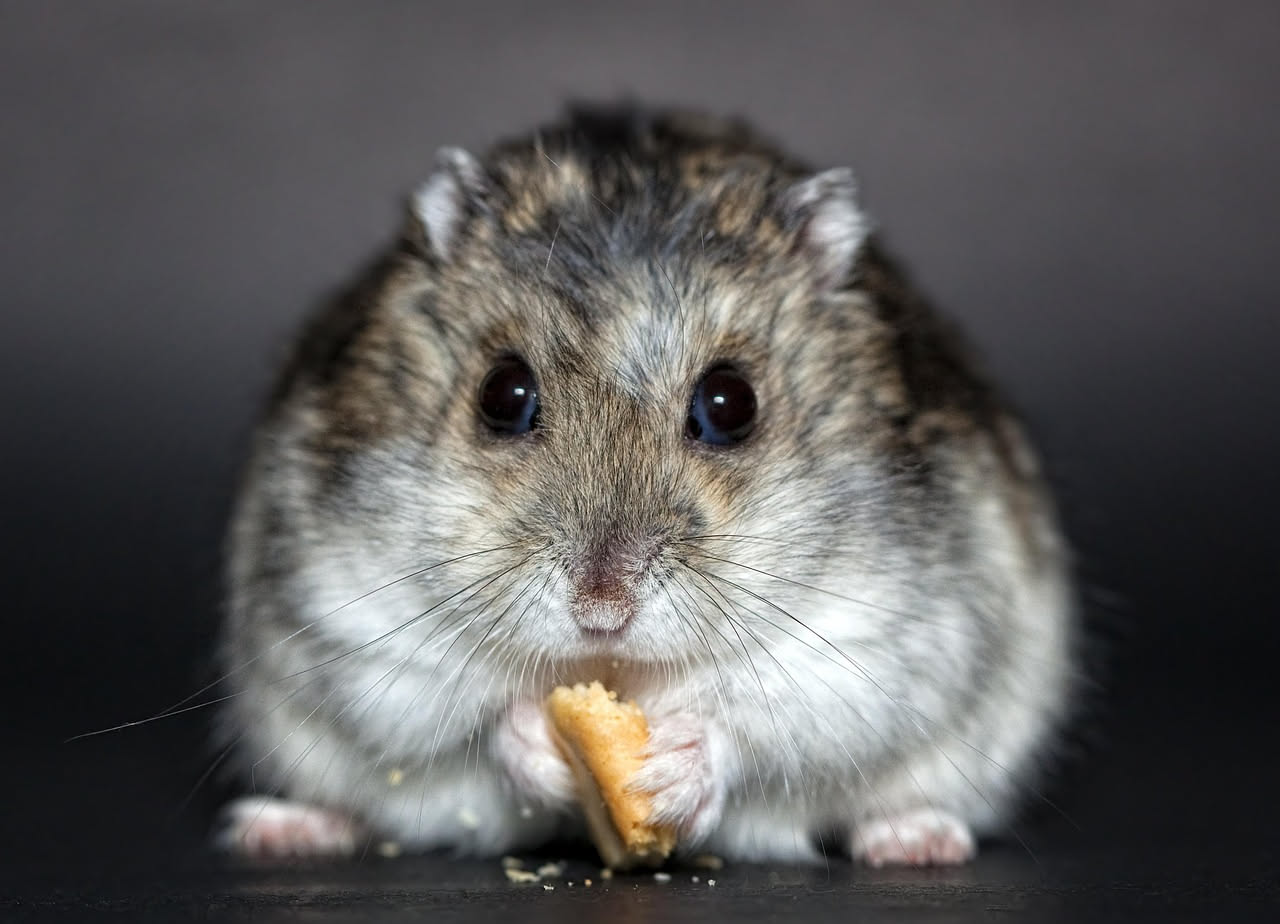 Hamster siriani da soli: perche la solitudine non e una scelta