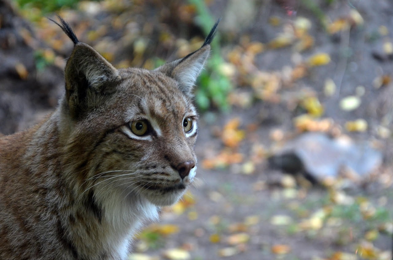 Il gatto selvatico sardo: quando l'isola protegge una specie diversa