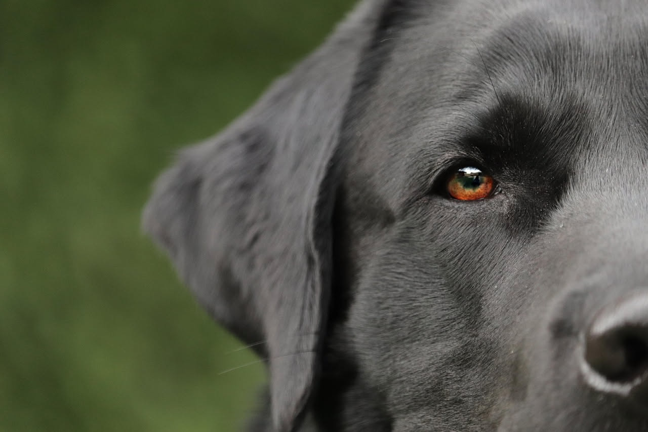 Cosa vedono davvero cani e uccelli: il mondo dei colori animali