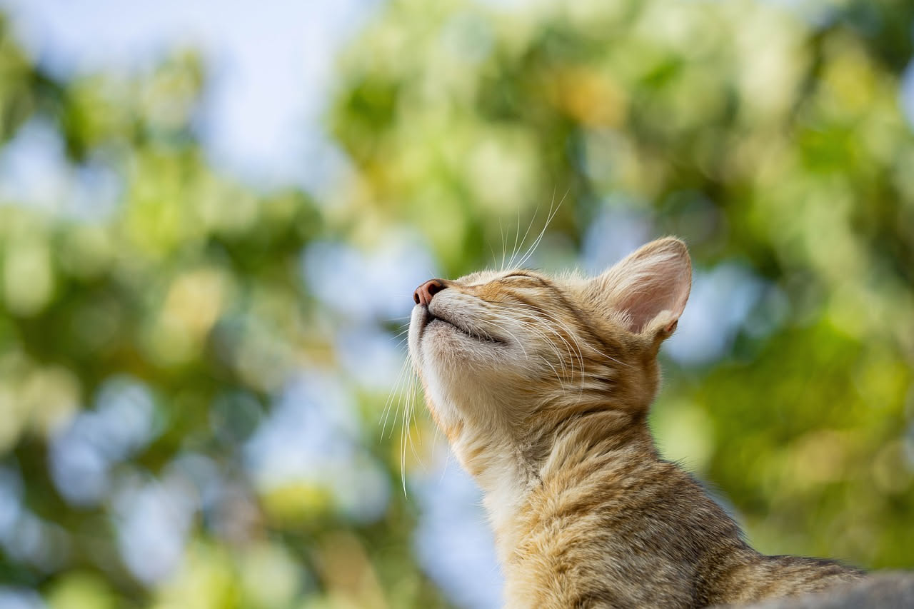 Muta primaverile del gatto: come accompagnarla senza stress