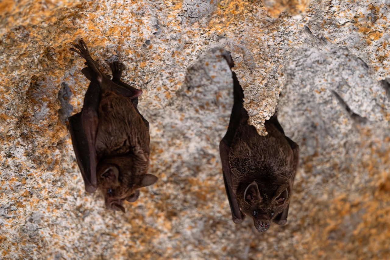 Il sonno nei mammiferi: cosa accomuna orsi, pipistrelli e balene