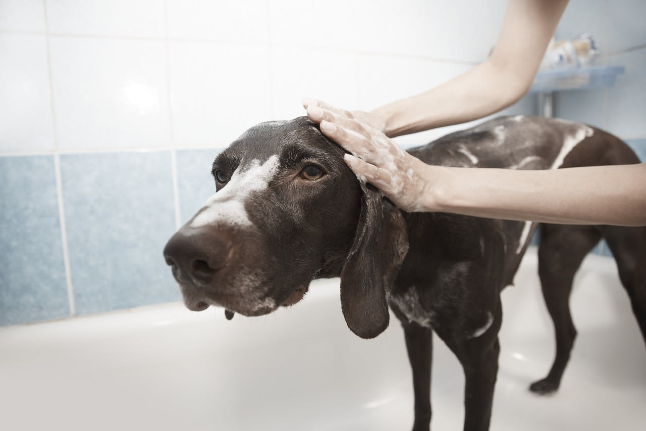 Quante volte al mese lavare il cane: quando il bagno irrita la pelle