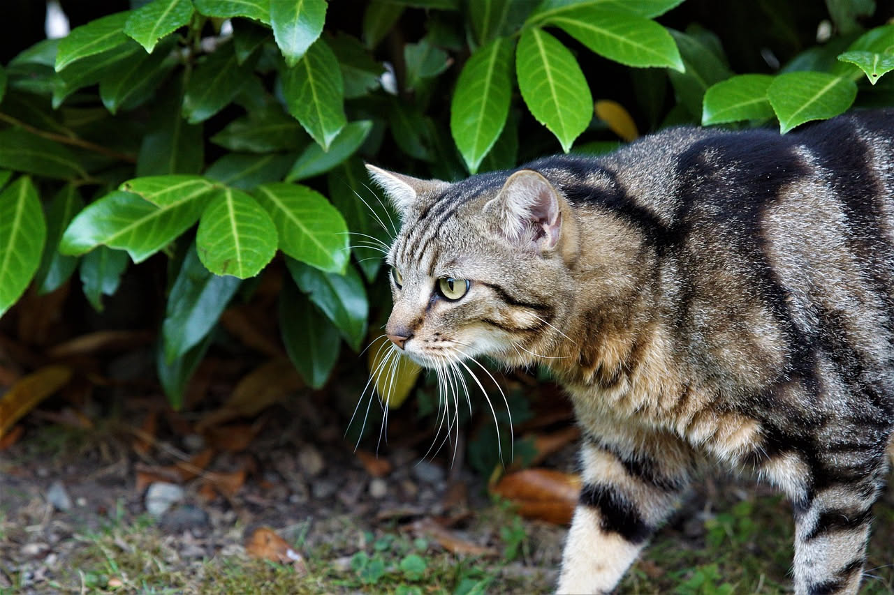 Vermifugazione del gatto adulto: ogni quanto ripeterla