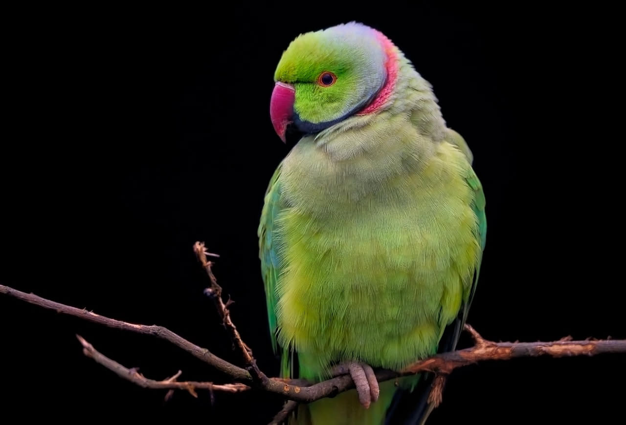 Pappagalli kakariki: quale specie scegliere per una voliera media