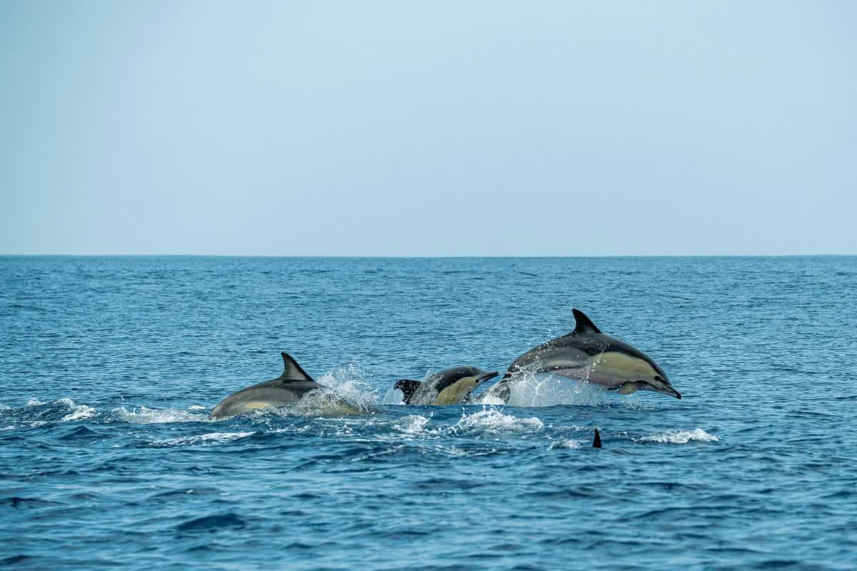 Delfini che imparano osservando: cosa rivelano i mari di Bermuda e Honduras