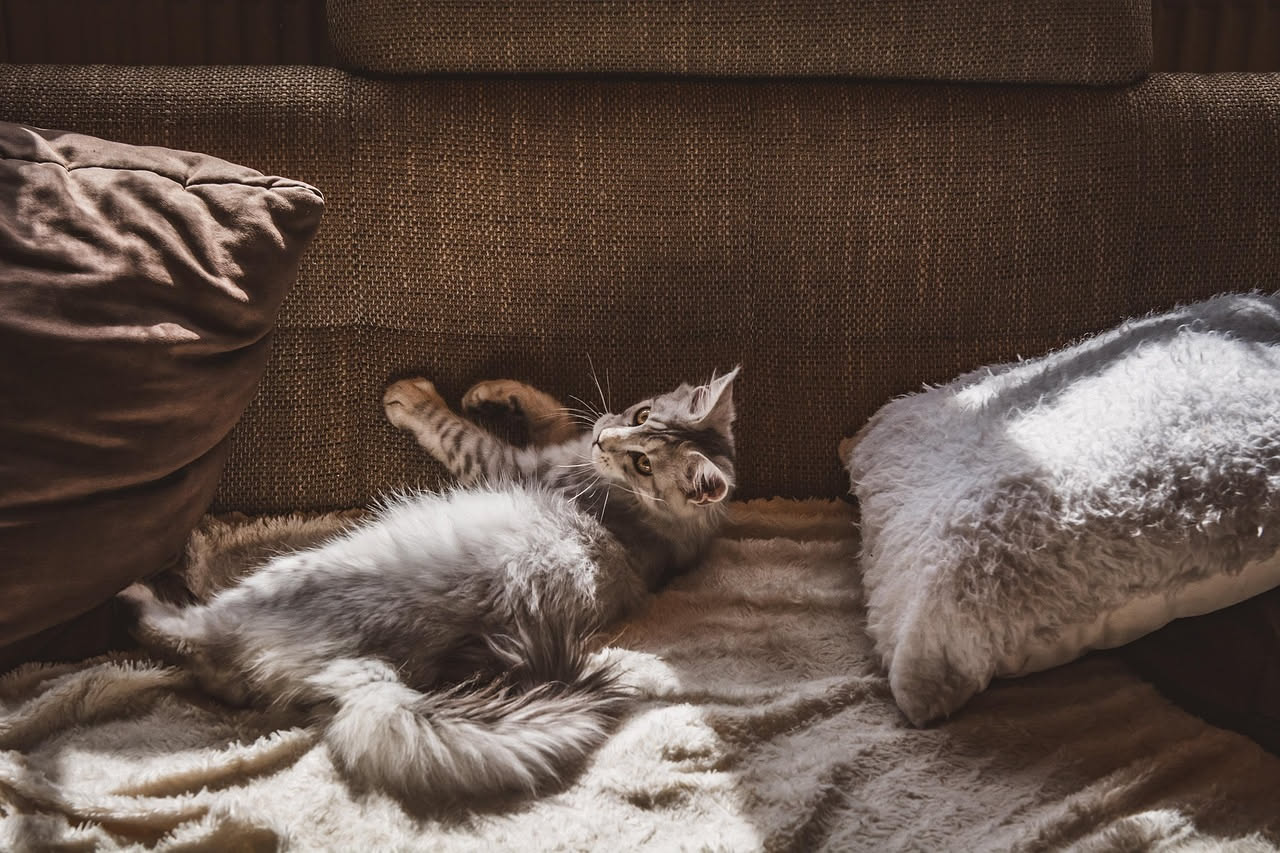 Graffi sui divani: come insegnare al gatto a usare il tiragraffi