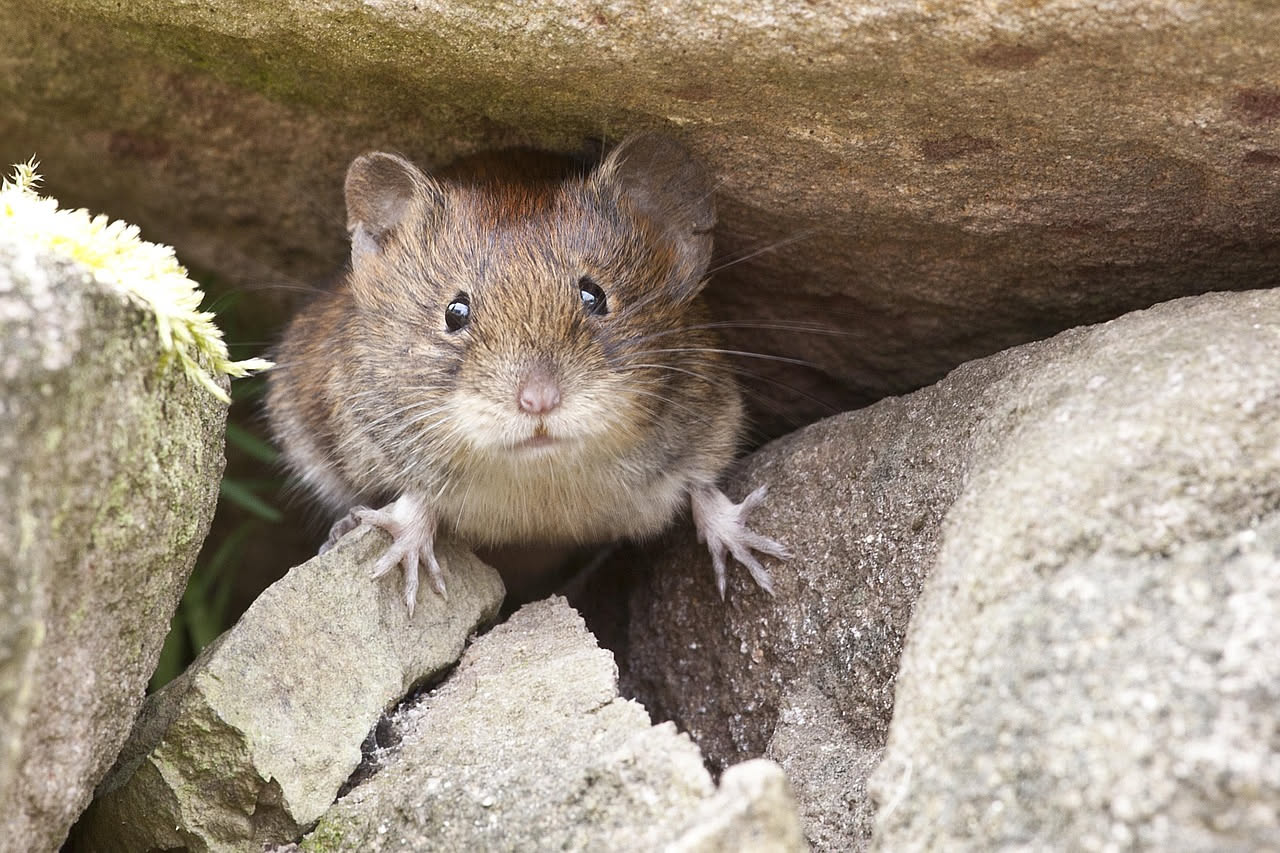 Lemming domestico: perché la normativa vieta la detenzione in Italia