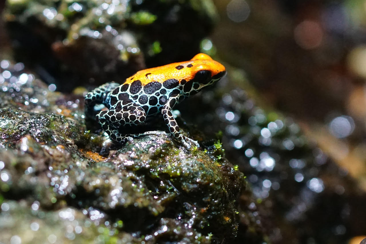 Dendrobates in acquaterrario: come allevano le rane velenose