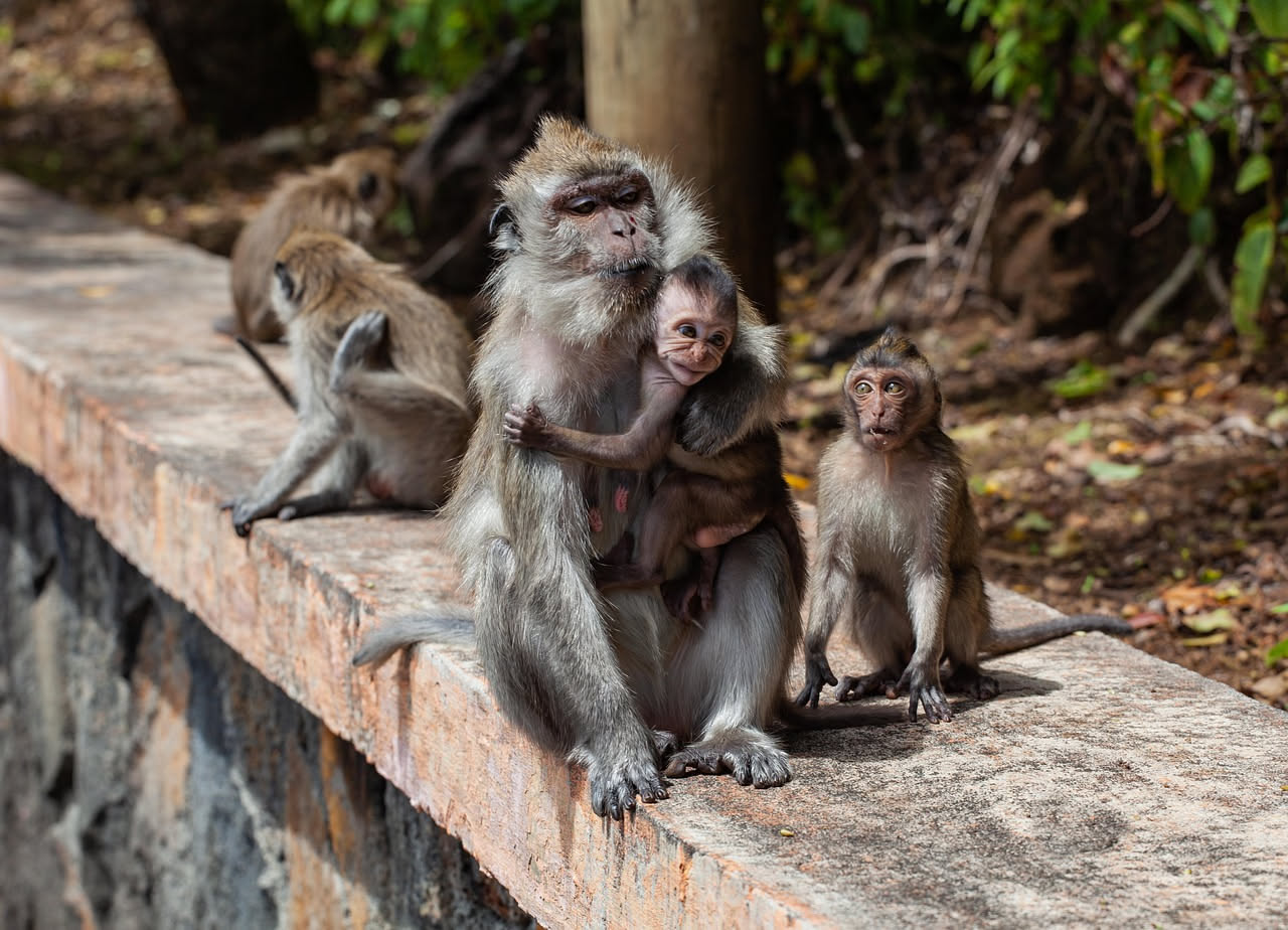 Come imparano i macachi: l'imitazione nei primi giorni di vita
