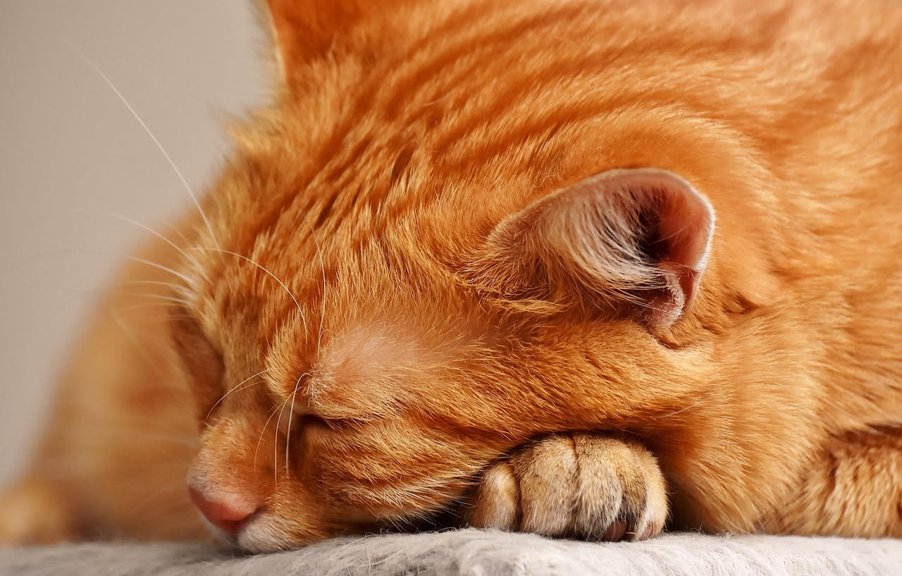 Otite nei gatti: come riconoscerla prima che diventi seria