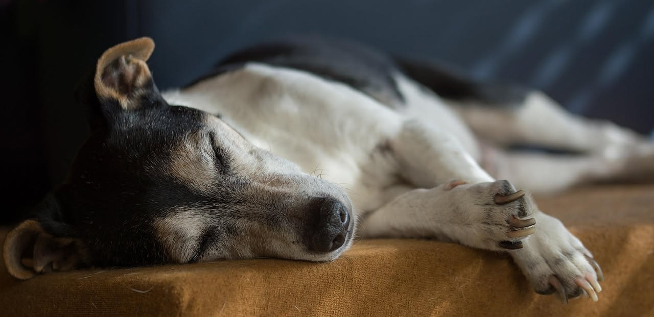 Casa a misura di cane anziano: gli adattamenti che lo aiutano a muoversi
