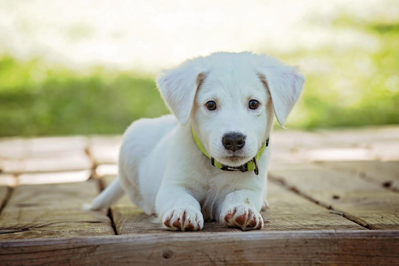 Prima visita dal veterinario: cosa preparare per il cucciolo