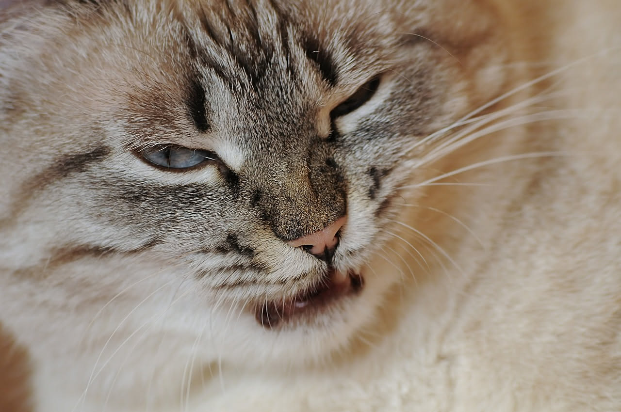 Tosse cronica nel gatto: quando è il segnale di una malattia respiratoria