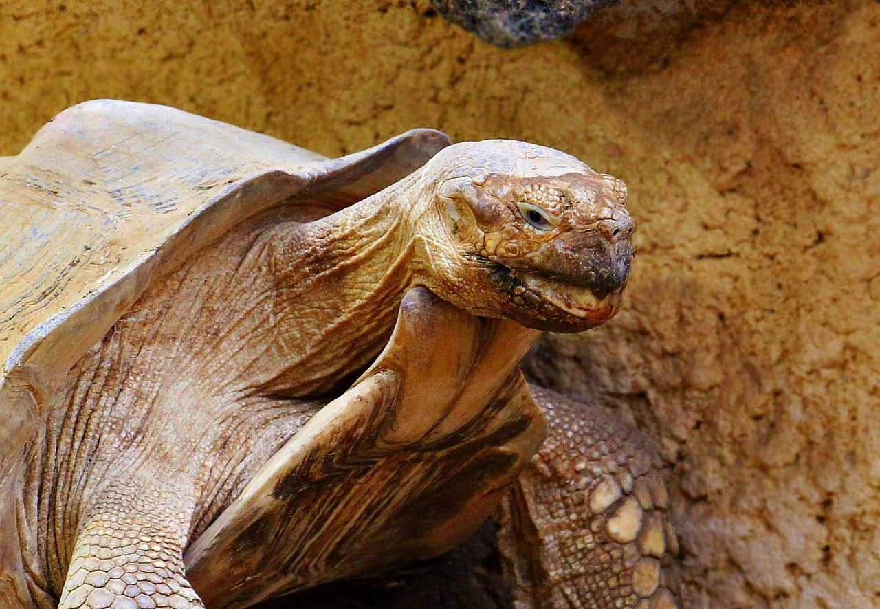 Tartarughe sterneothere: come allestire il terrario africano