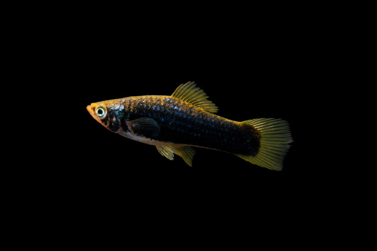 Pesci platy in comunità: l'acquario perfetto per iniziare