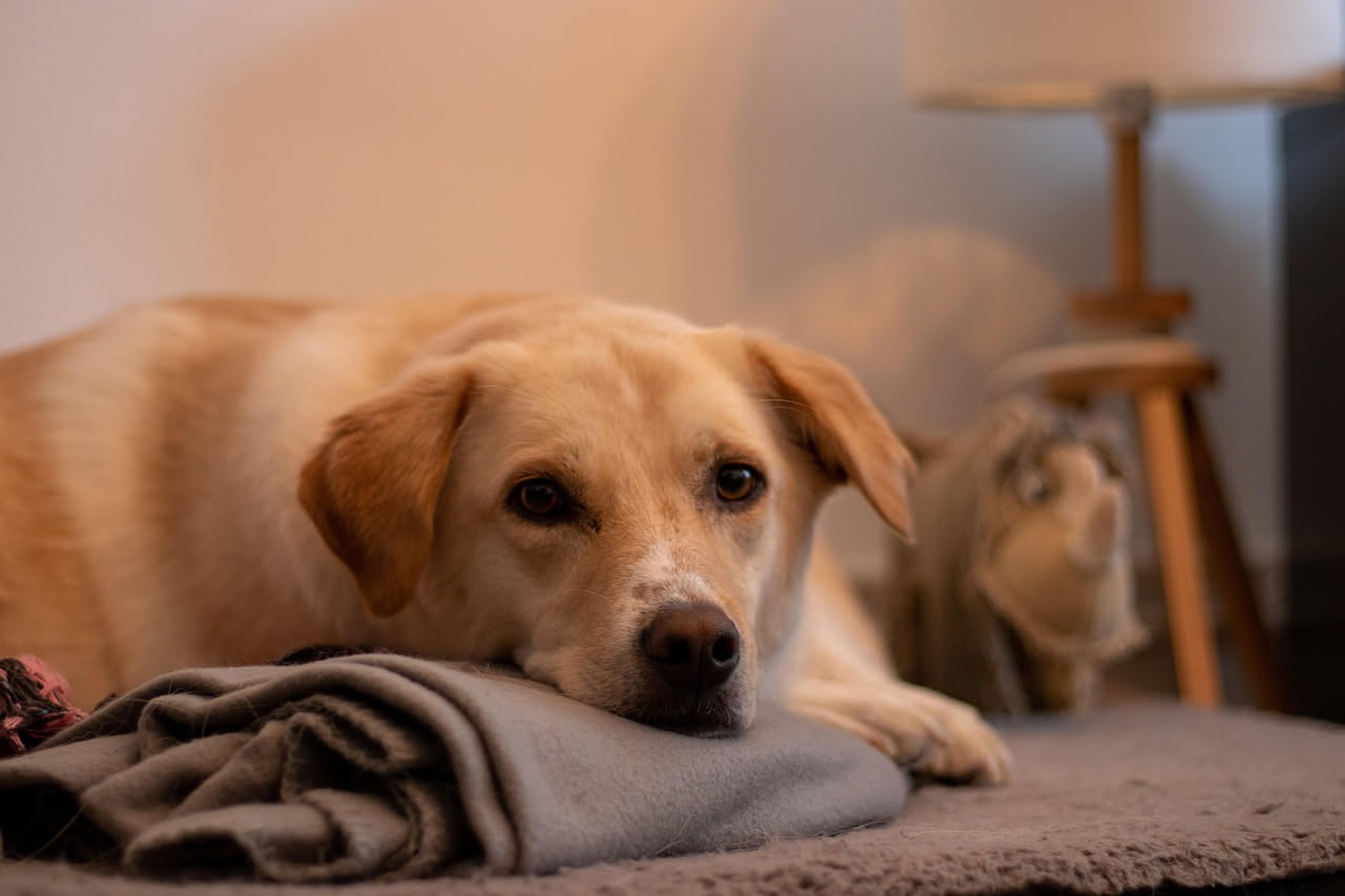 Prima notte del cane in casa: come ridurre lo stress