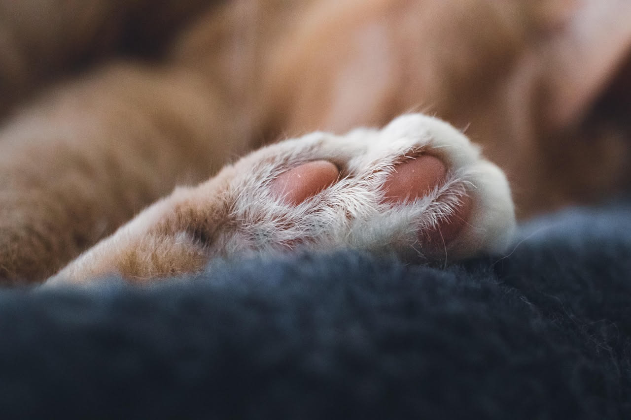 Perché il gatto lascia sempre due impronte