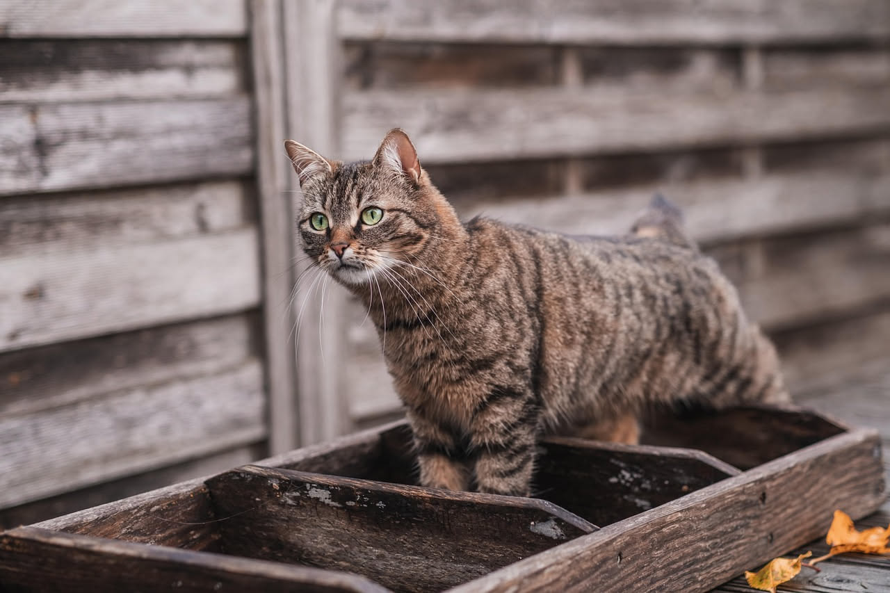 Dove trovi il gatto quando non risponde al tuo richiamo