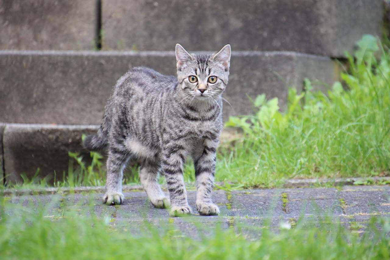 Gatto a tre zampe: come vive dopo l'amputazione