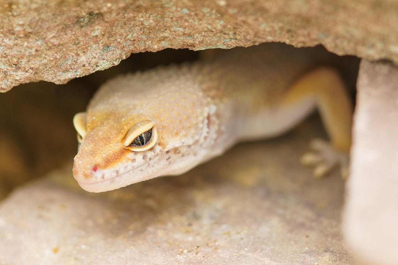 Geco gargoyle: chi è il rettile più strano dei terrari domestici