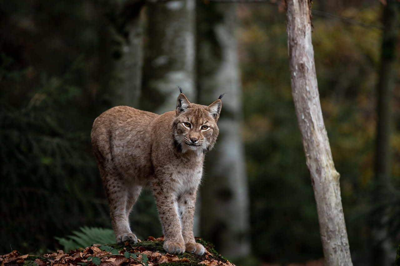 Lince iberica in Spagna: come rinascere dall'estinzione