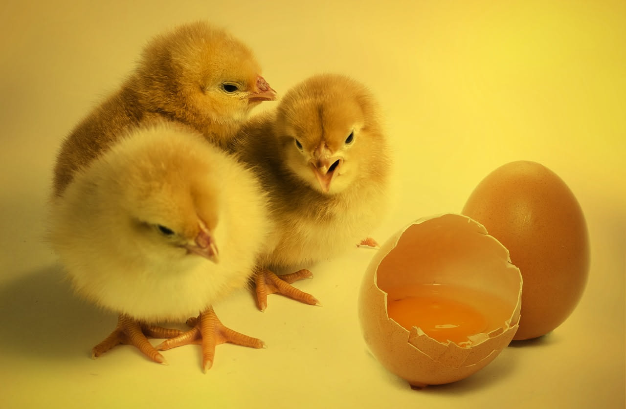 Imprinting nei pulcini: perché le prime ore decidono il loro futuro